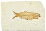 Detailed Fossil Fish (Knightia) - Wyoming #244203-1